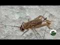 ¿Qué comen los grillos? Acheta Domesticus hidratándose de agua en gel.