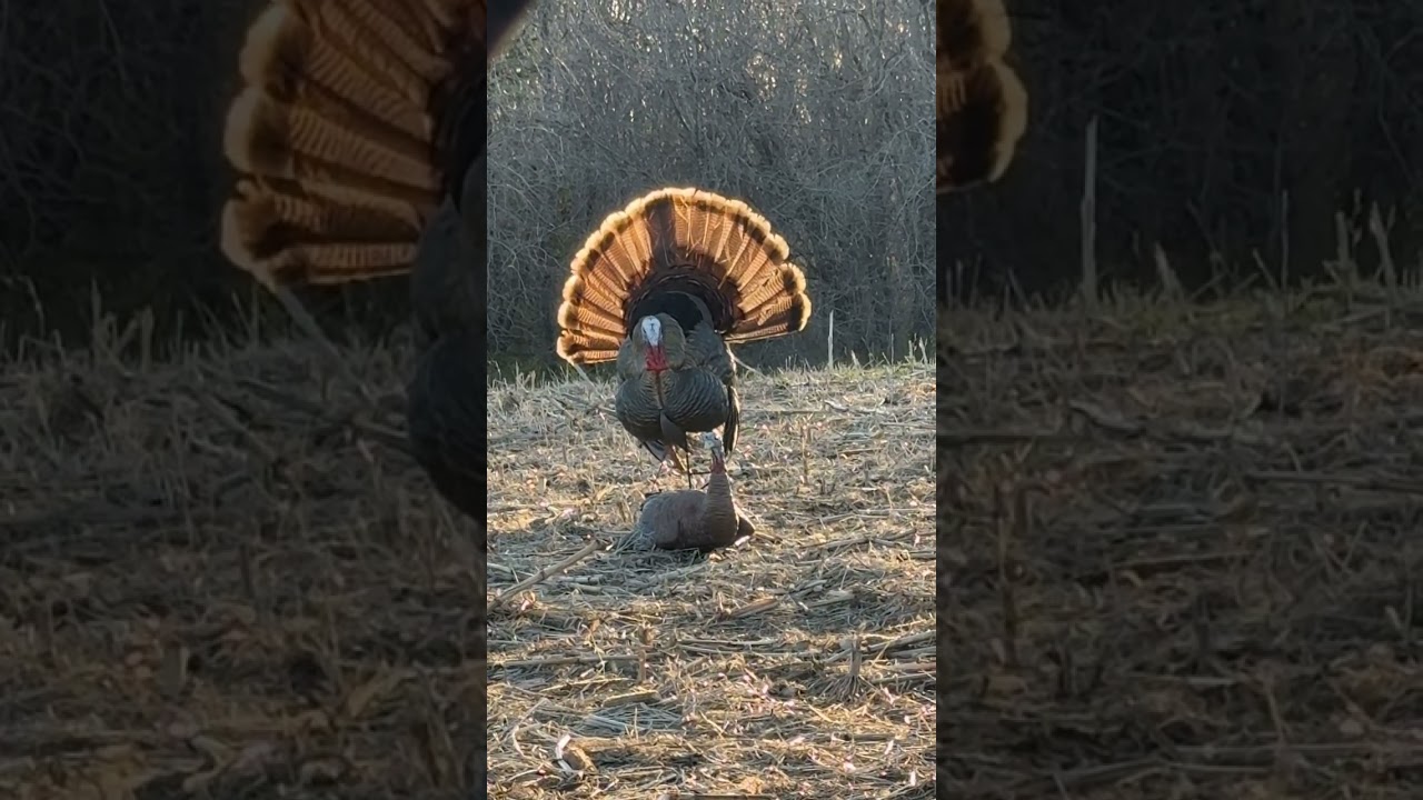 Avian X Strutter just hits different!! #oxm #neature #turkeyhunting #shorts