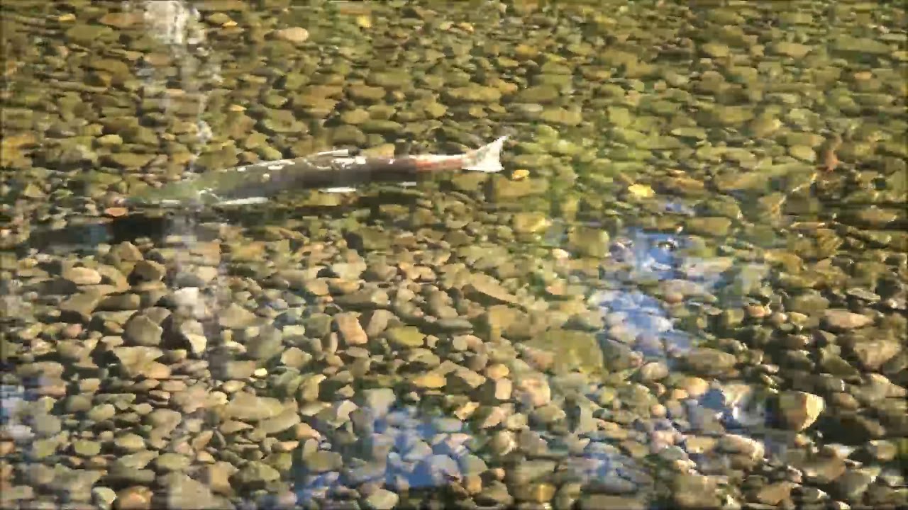 Weaver Creek Spawning Channel