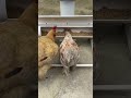 creative and innovative ideas for places to feed chickensn#shorts #viralshorts