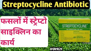 Streptocycline Antibiotic । Backterial Leaf Blight । Bacterial । Fungicide। Antibacterial।Black spot