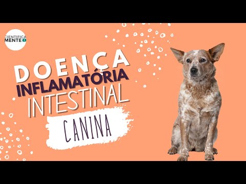 Vídeo: Poderia meu cão ou gato ter doença inflamatória intestinal (DII)?