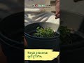Tüm sebze tohumları burada! Hibrit Tohumlar Doğal Tohumlar Çiçek Tohumları