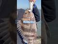 Sheepshead Fishing