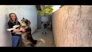 Husky Wolf Hybrids Love Hugs Viralhog