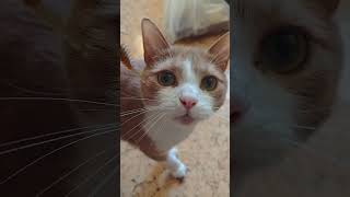 окунь дурень с этой приманки. #larva #fishingbait #fishing #ultralightfishing #рыбалка #gingercat