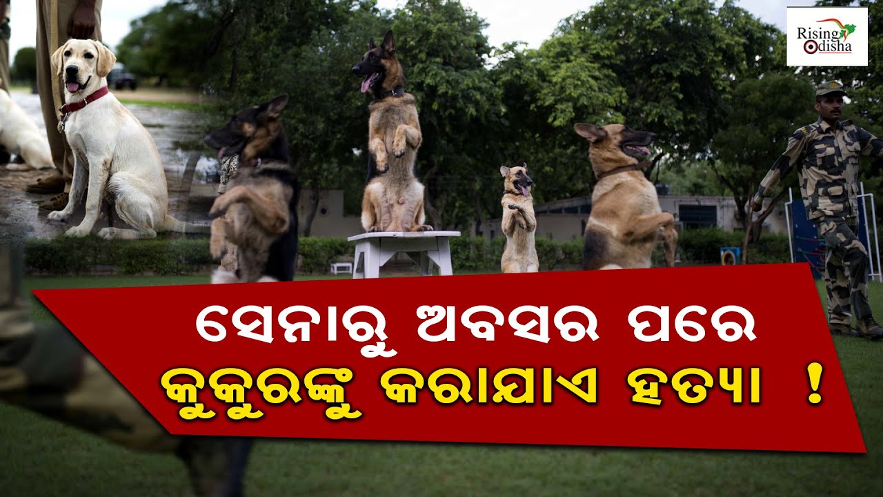 What Happens to Military Dogs After They Retire? Dog Training in