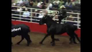 Jason Goodman and the World's Largest Horses