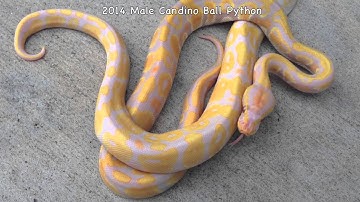 2014 Male Candino Ball Python