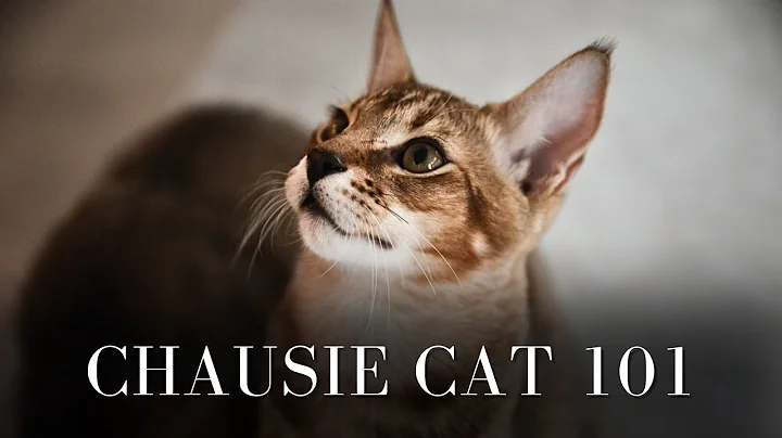 Watch the video about Chausie Cat 101
