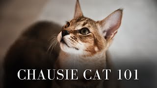 Chausie Cat 101 by Pets Life 70 views 2 weeks ago 8 minutes, 2 seconds