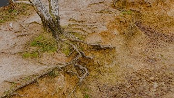 Silver Birch Water Bank - Blender Gaussian Splat test 01