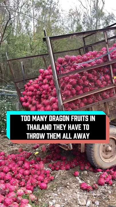 Too many dragon fruits in Thailand. #delicius #food #facts #youtube