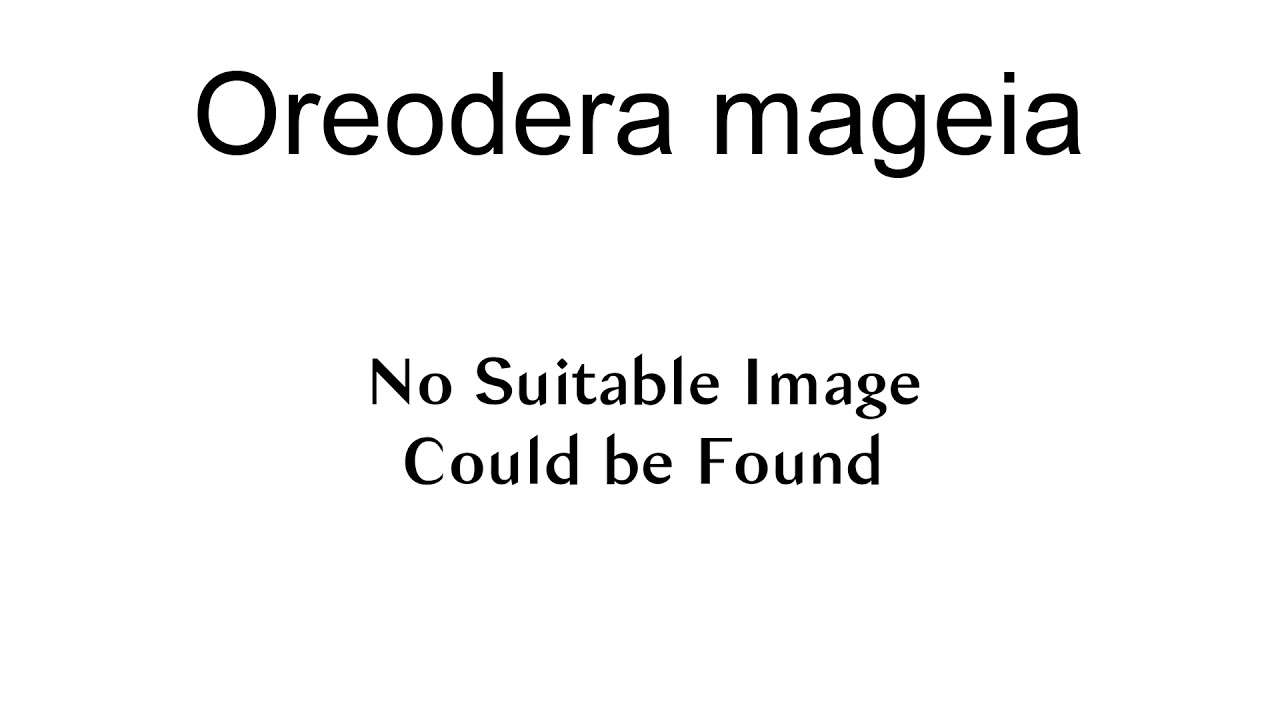 Oreodera Mageia YouTube Oreodera mageia youtube