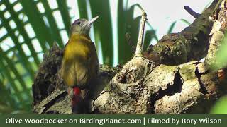 Olive Woodpecker pecking on tree and finding insects to eat - Birdwatching in South Africa @birdingplanet