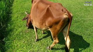 Most Popular Cow Video In The World Cow Video Animal Tube Bd