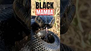 BLACK MAMBA: The Kiss of Death ☠️