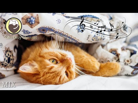 Video: Hvilken musik kan katte lide?