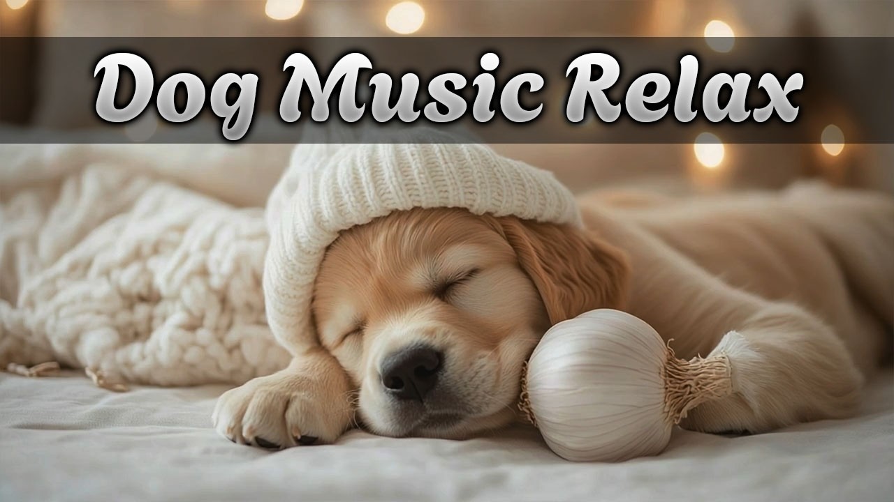 Успокаивающая музыка для собак 🐾Самый продолжительный плейлист для глубокого сна для тревожных собак