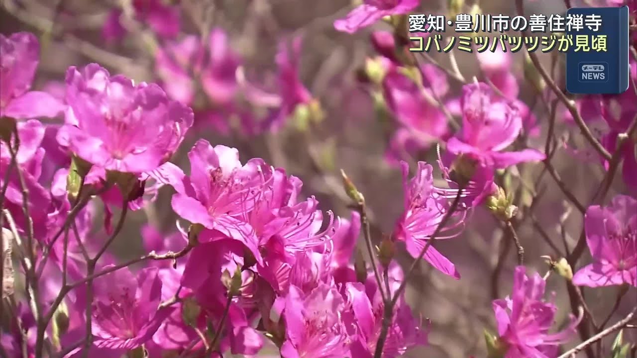 Three small leaves appear after the flowers have fallen; the