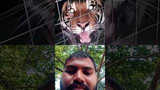 Lion roar | Tiger roar | Panther  | 💀...#shorts #shortvideo #viral #trending #lion #tiger #panther