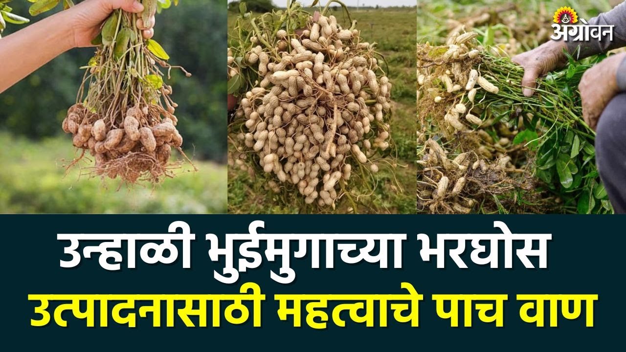 Summer Groundnut Variety : उन्हाळी हंगामासाठी भुईमूग वाण | Agrowon