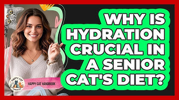 Why Is Hydration Crucial In A Senior Cat