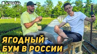 Новый ягодный бум в России! Импортозамещение и экспорт саженцев в Турцию