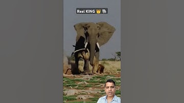 Elephant Killed Lion by knocking him down again and again #elephantattack #wildelephants #lion
