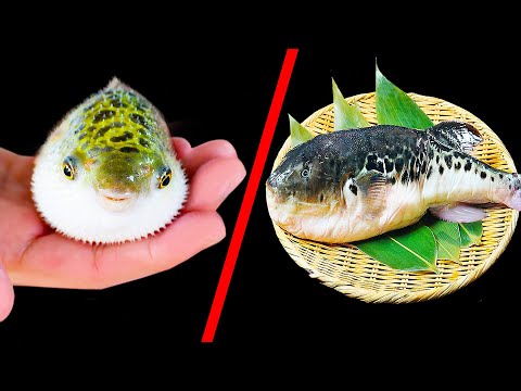 Video: Cerchi Una Cucina Pericolosa? Perché Non Provare Il Fugu?