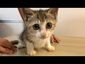 【リハビリの様子】下半身麻痺の子猫