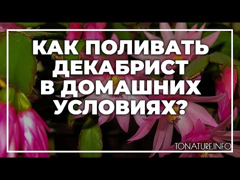 Как поливать цветок декабрист в домашних условиях