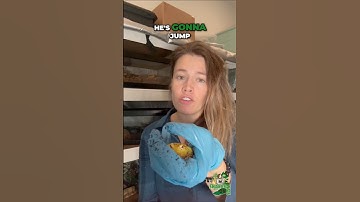 DIY Humidity Hack for Reptiles (So Simple!) 🌿💦 #pacmanfrog #reptiles #animalcare #snakesonsam