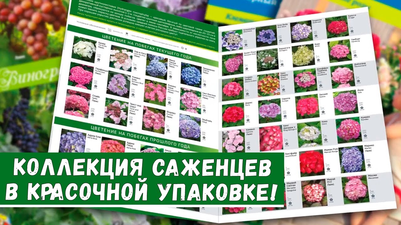 Агромаркет Купить Саженцы Каталог На 2025 Год