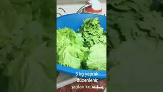 Taze Uç Yaprak Uyutma Işlemi