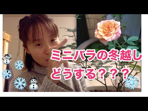 ミニバラの冬越し と お勧めの紅茶 ʕ ᴥ ʔ Youtube