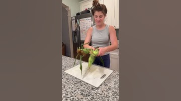 HOSTING A DINNER PARTY