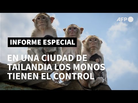 Vídeo: Fiesta Anual Para Monos En Tailandia - Matador Network