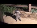 T-pose Racoon With the Imperial March #shorts