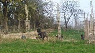 Test guardia su cuccioli di cane corso italiano