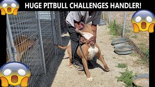 Huge dominant Pitbull challenges Handler! DOG Training! SUBMIT ANY DOG!