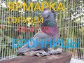 ЯРМАРКА ГОЛУБЕЙ. БРОННИЦЫ. 09.01.22#голуби#ярмарка