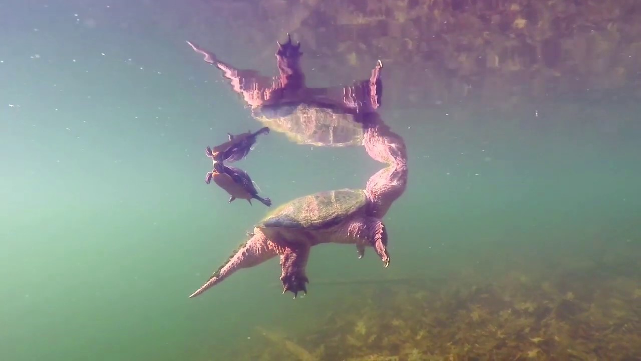 Two Turtles and an Eel - YouTube
