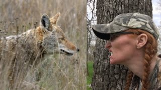 A Coyote Tried To Eat Me!! Opening Day of Missouri Turkey Season