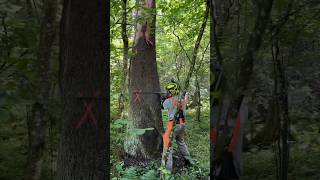 Husqvarna 592Xp Vs Big Trees🌳🌲 #Arboristika#Arboristlife#Chainsawman#Treework#Husqvarna#Arborist