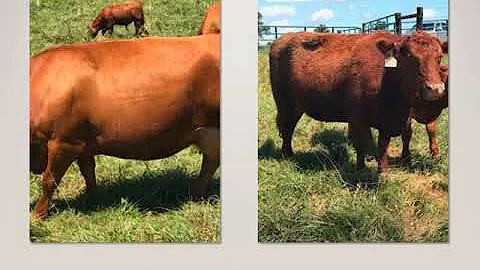 Selecting cattle for optimal production in pasture...