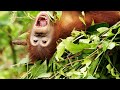 These Orangutans Get a Crash Course in Nest Building