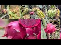 The process of dragon fruit fruiting