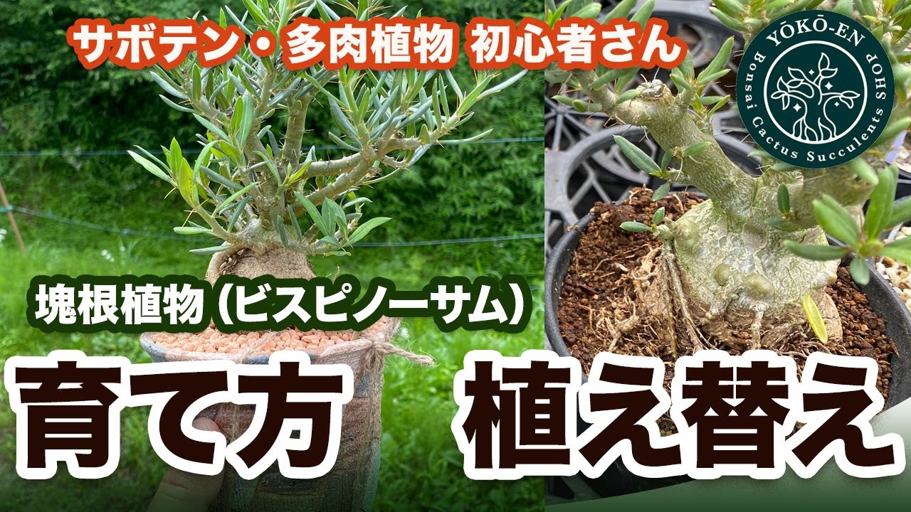 コーデックス」パキポディウム・ビスピノーサム 陶器鉢への植え替え