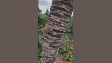 cưa cây dừa cao #cưacâynguyhiểm #shortvideo